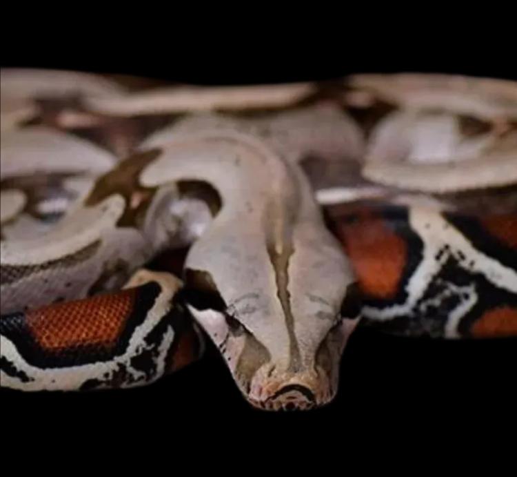 Boa Constrictor