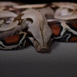Boa Constrictor