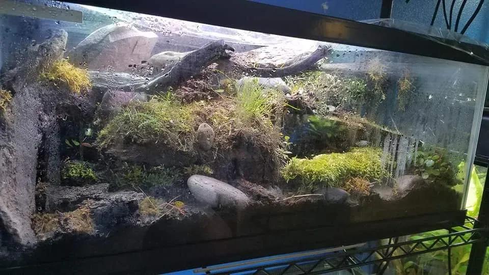 Blue-tongued skink enclosure photo Contributed by Braden Alexander