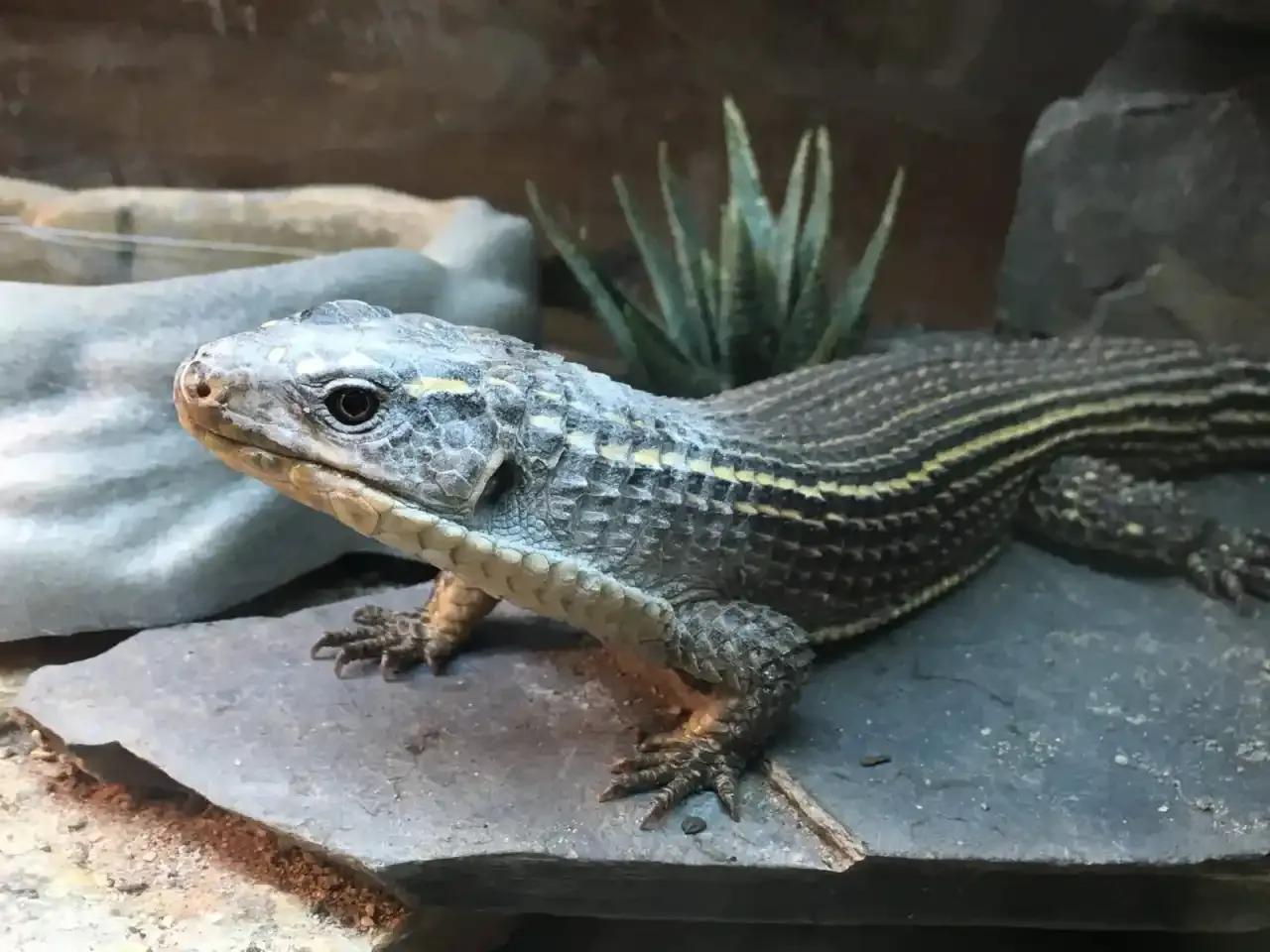 Sudan Plated Lizard on rock in an enclosure