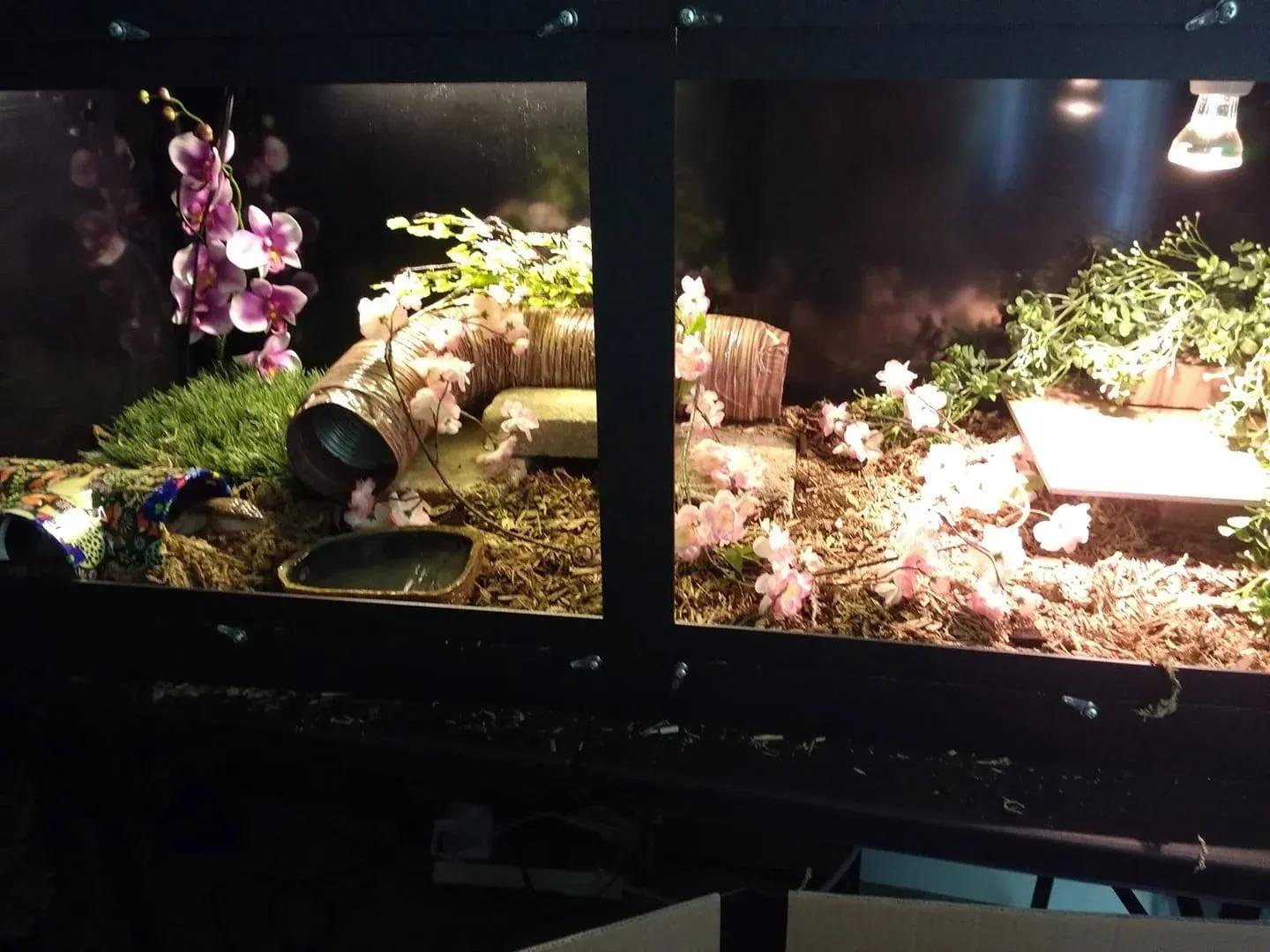 Blue-tongued skink enclosure photo Contributed by Carrie Ott