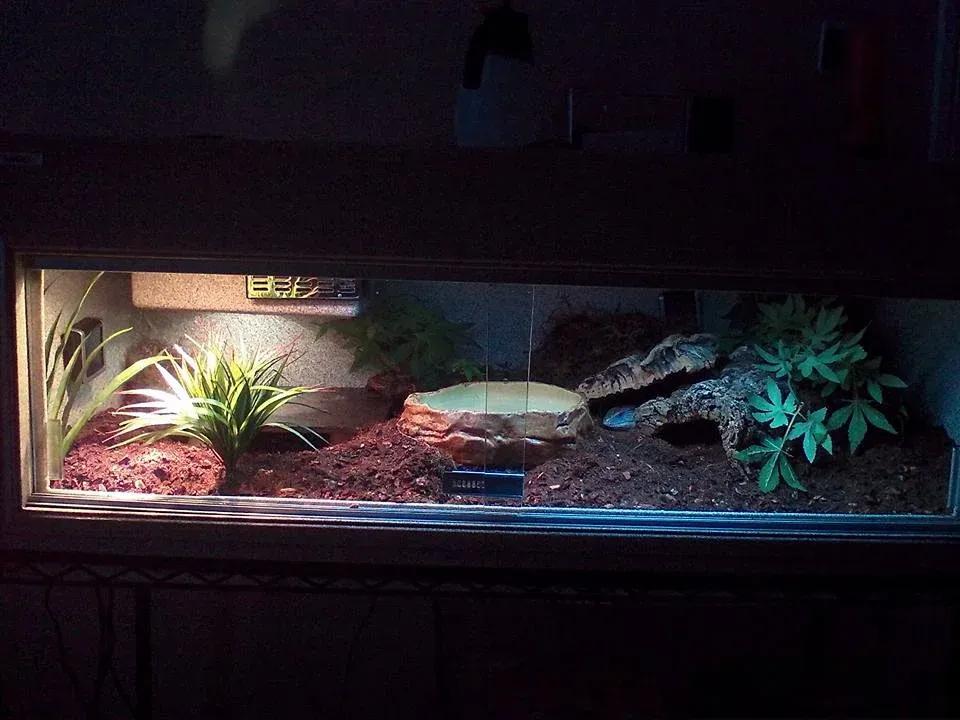 Blue-tongued skink enclosure photo Contributed by Cathleen Balboni