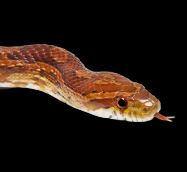 Corn snake