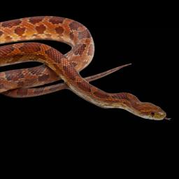 Corn Snake
