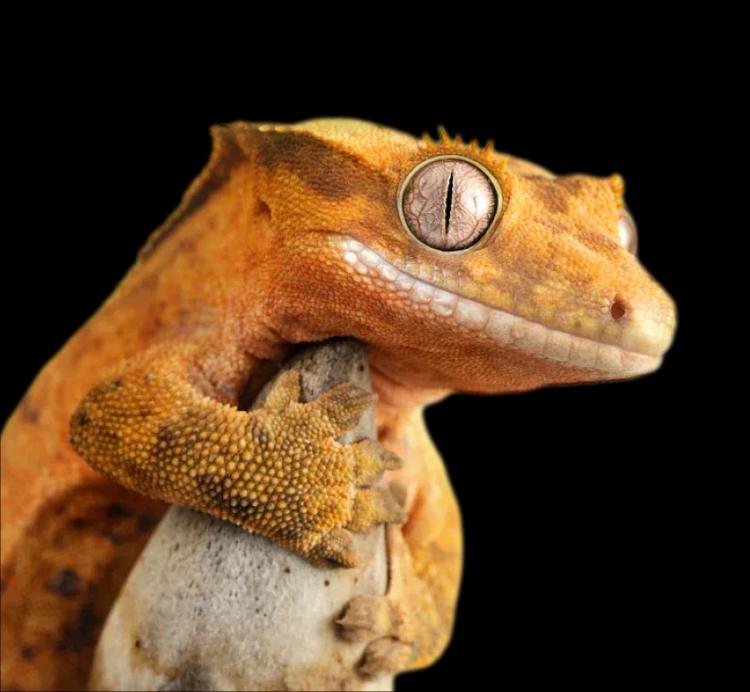 Crested Gecko