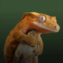 Crested Gecko
