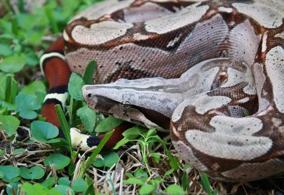 Boa Constrictor on the ground 