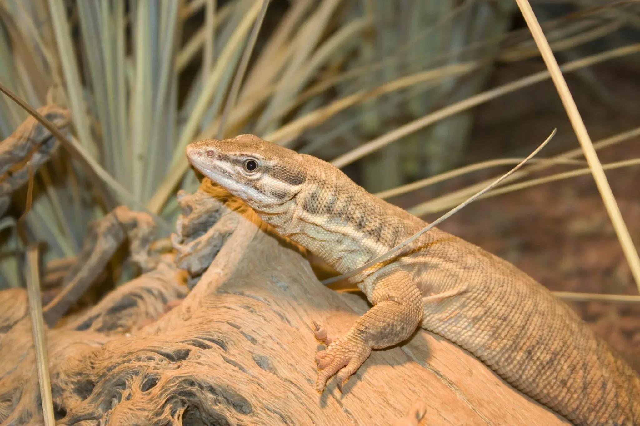 Ackie Monitor with Plants