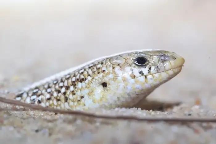 Ocellated Skink in sand