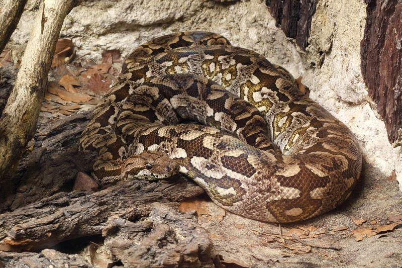 coiled dumeril's boa