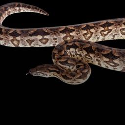 Dumeril's Boa 