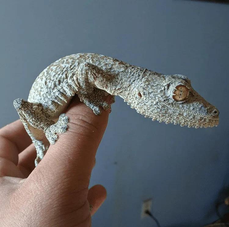 Female U. aff. henkeli