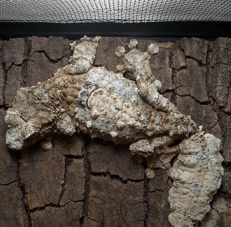 Uroplatus pietschmanni