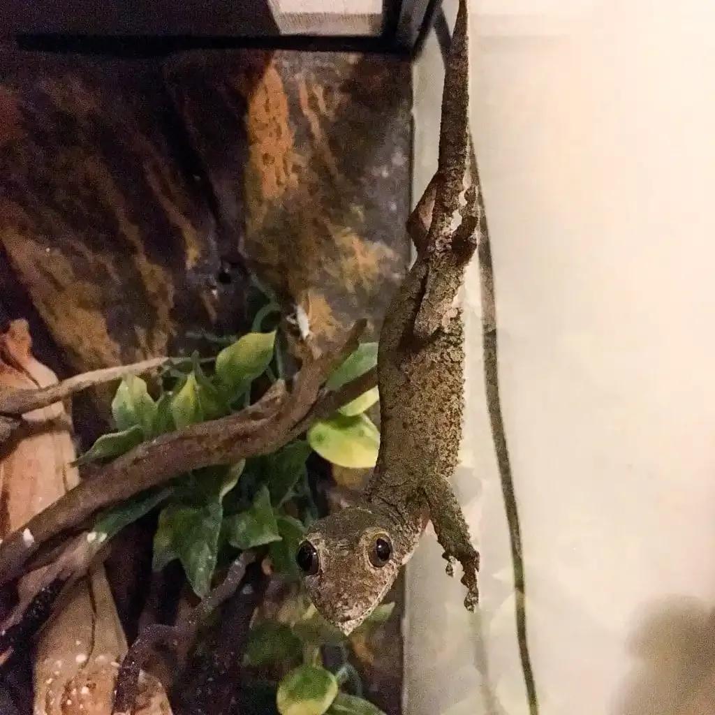 Female U. sikorae demonstrating the “bug stare.”