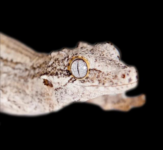 Gargoyle gecko