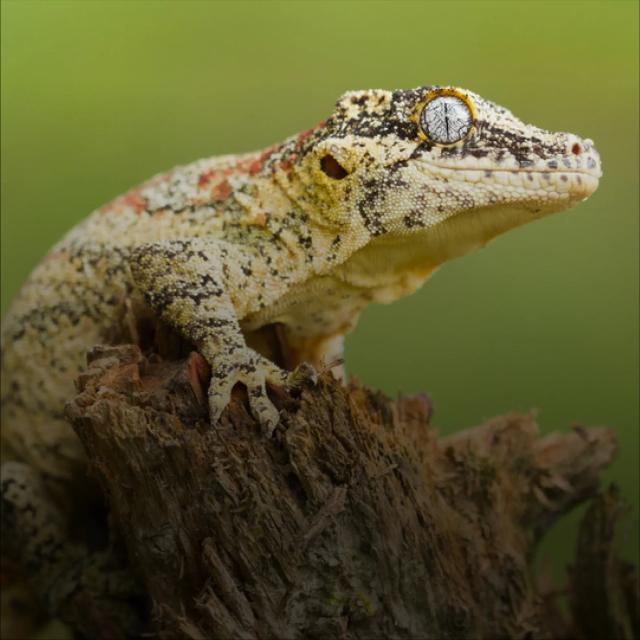 Gargoyle gecko
