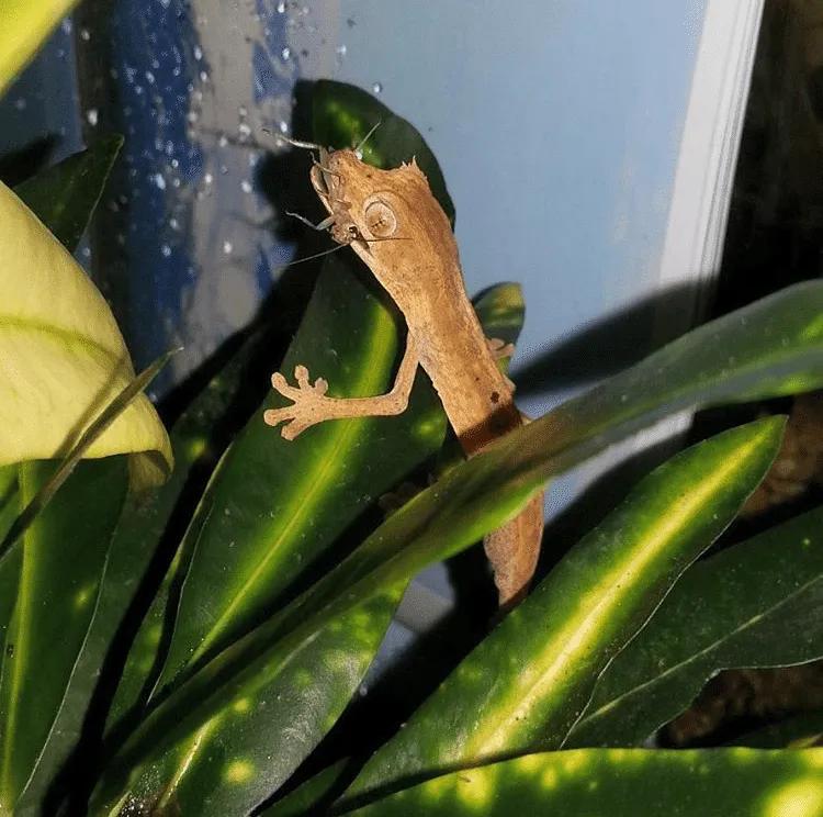 Hatchling U. lineatus feasting on a cricket. Photo by Sean Scardino.