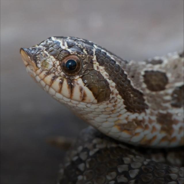Hognose snake