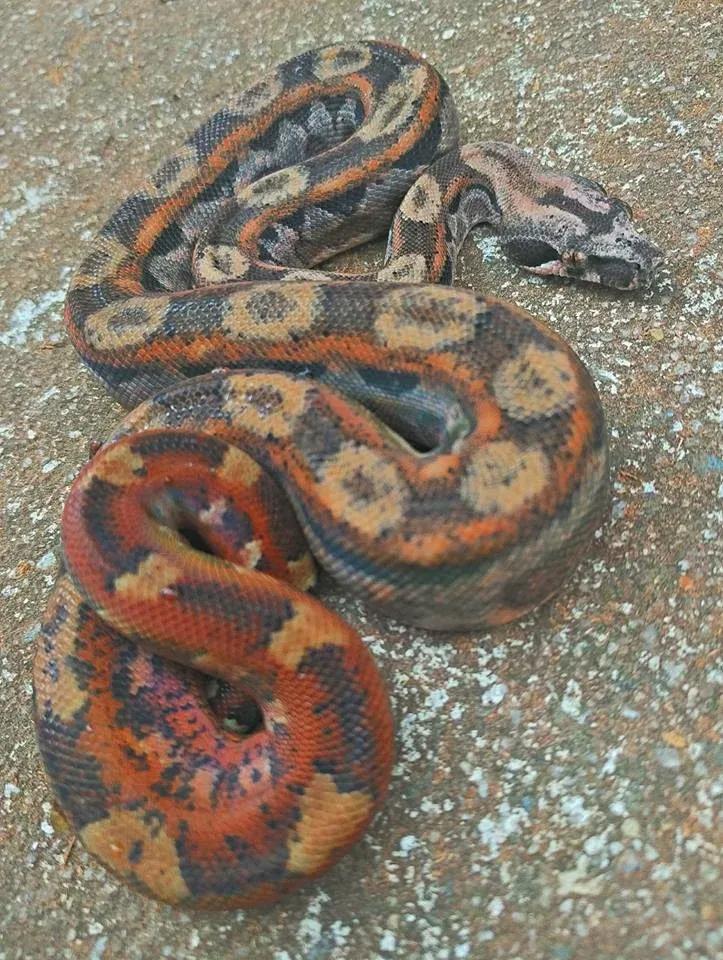hypo inca morph