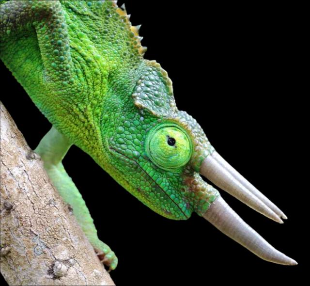 Jacksons chameleon