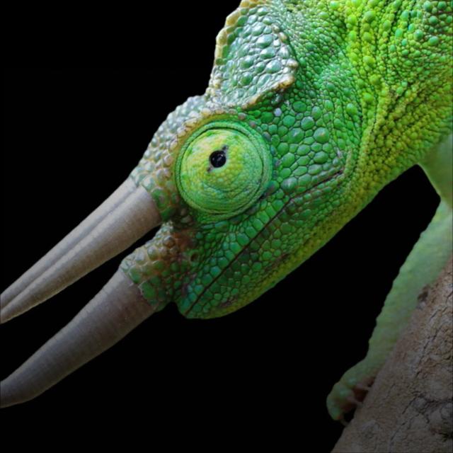 Jacksons chameleon