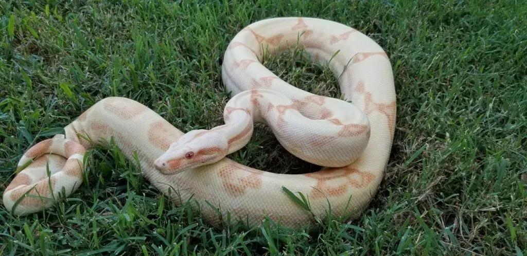 kahl albino sunglow