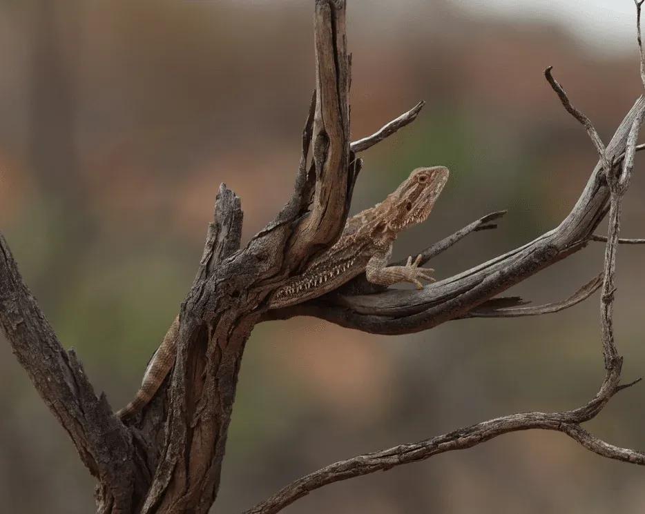Bearded Dragon on a dead tree branch 