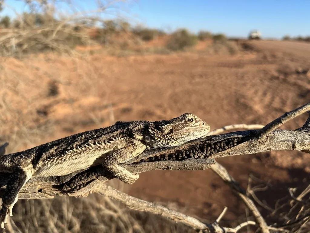 Beaded Dragon up on a dead tree branch 