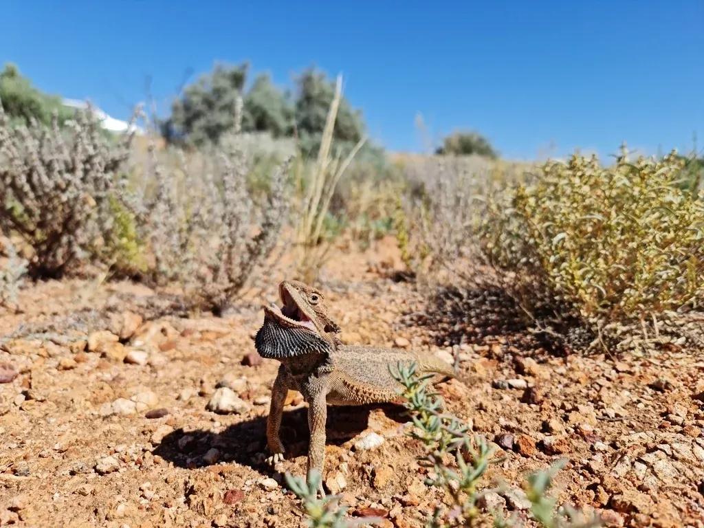 Bearded dragon with its mouth open on arid rocky ground 