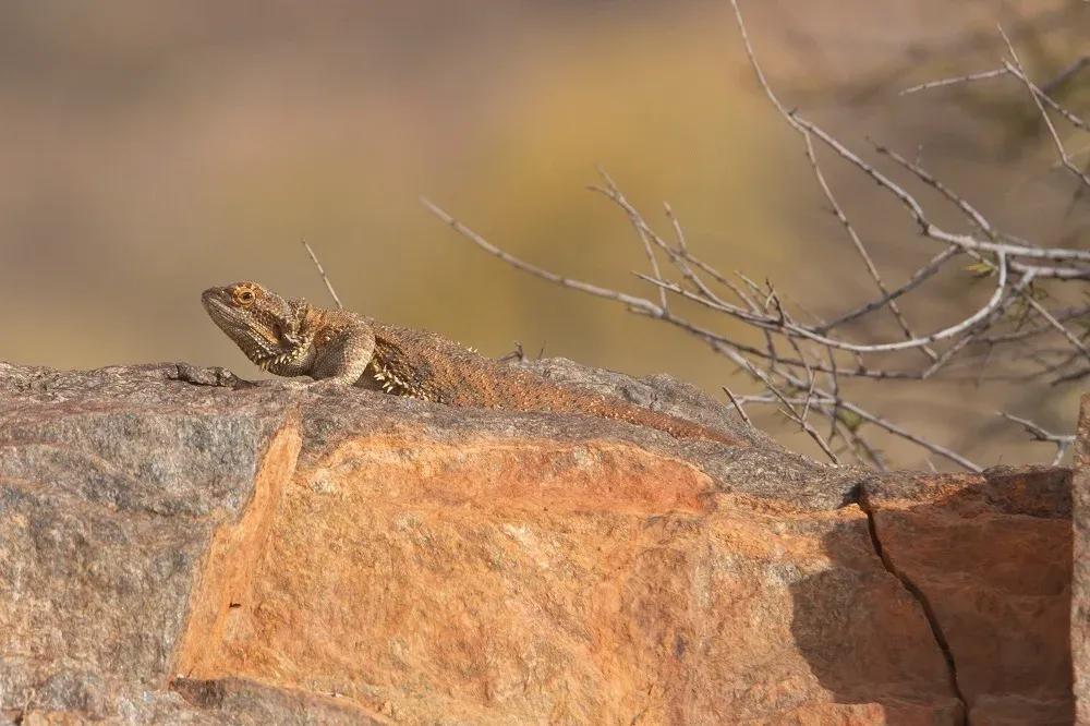 Bearded Dragon on a large rock 