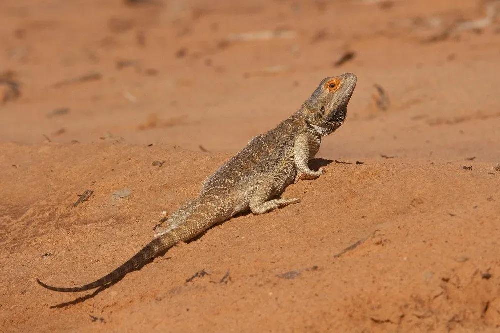 Bearded Dragon on orange sandy arid soil 