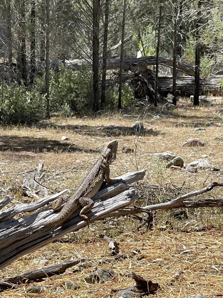 Bearded Dragon perched on a dead log 