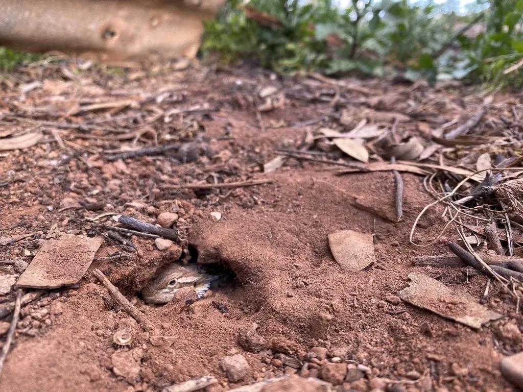 Bearded Dragon in a burrow in the dirt 