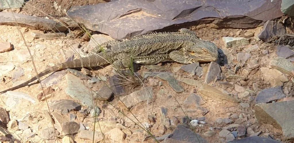 Bearded Dragon on rocky arid soil 