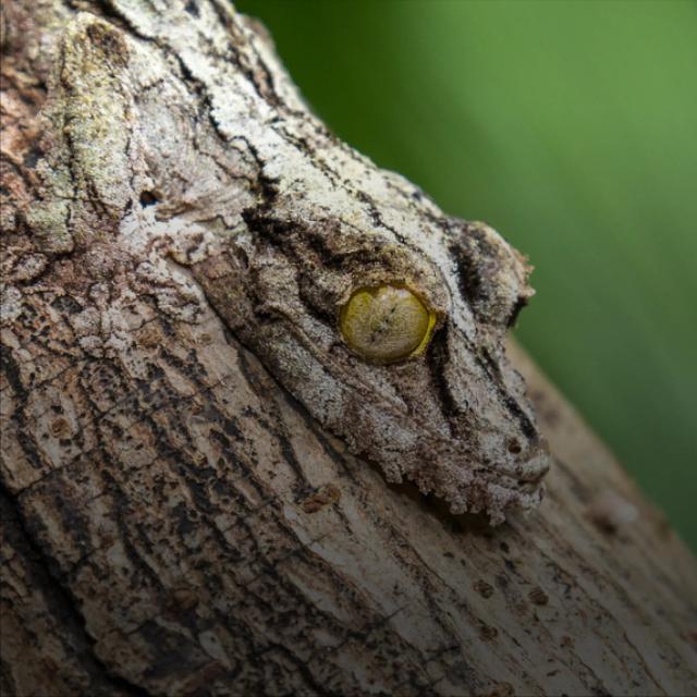Leaf tailed gecko