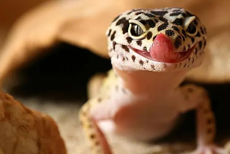 Leopard Gecko licking its face 