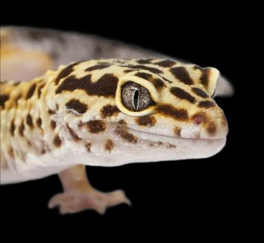Leopard gecko