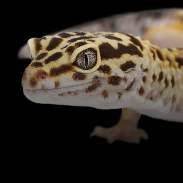 Leopard gecko