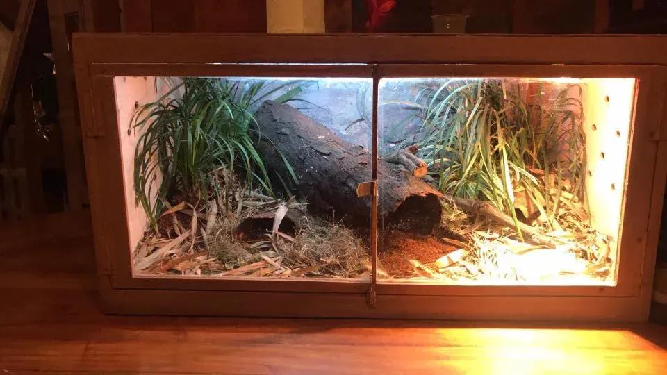 Blue-tongued skink enclosure photo Contributed by Lorenzo Pena
