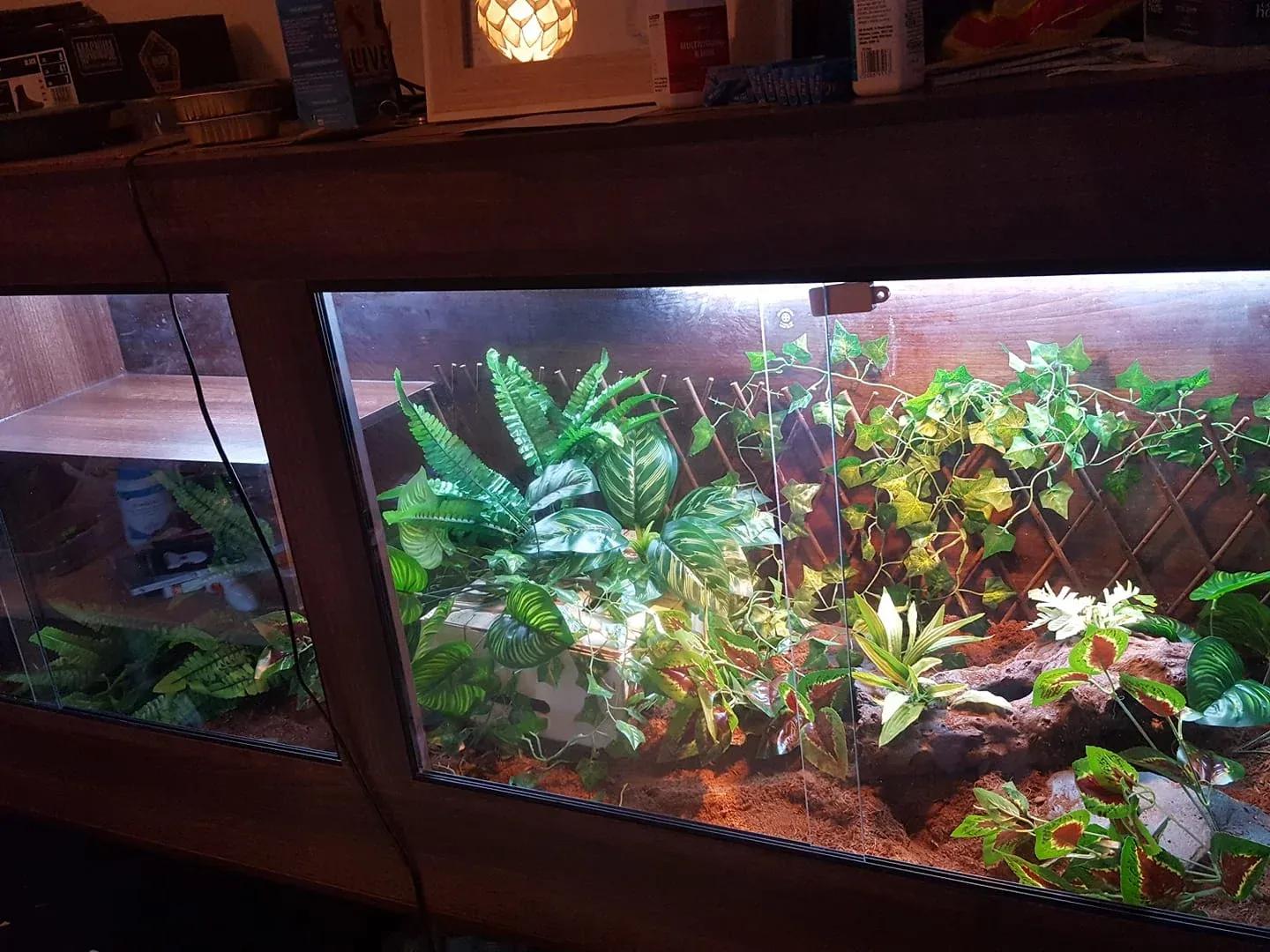 Blue-tongued skink enclosure photo Contributed by Loz Manning