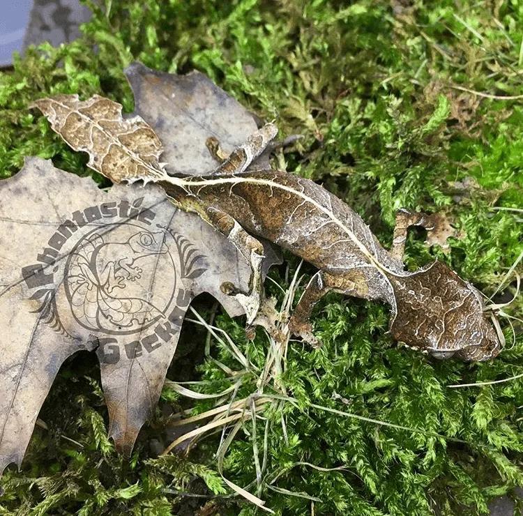 Male Uroplatus phantasticus