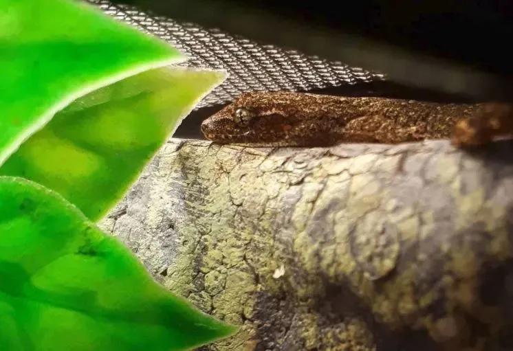 Mourning Gecko in an enclosure 