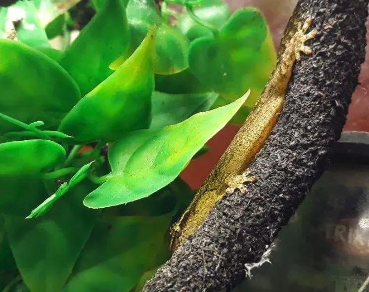 Mourning Gecko on a stick