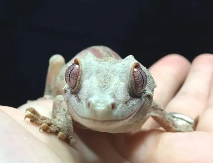 A healthy gargoyle gecko in a hand