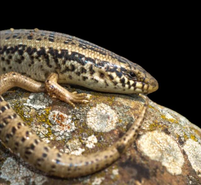 Ocellated skink