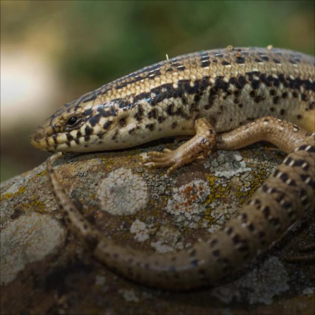 Ocellated skink