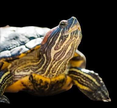 Red eared slider