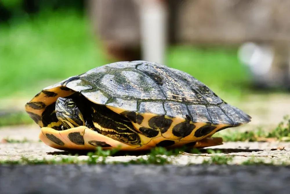 Red Eared Slider retracted in shell