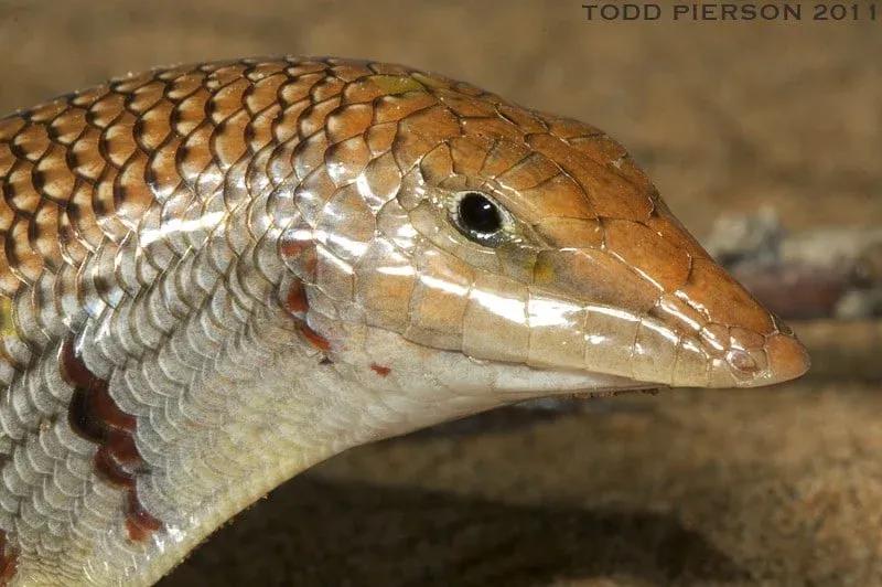 Close up of a Sandfish's head