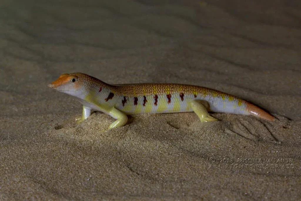 Sandfish at night 